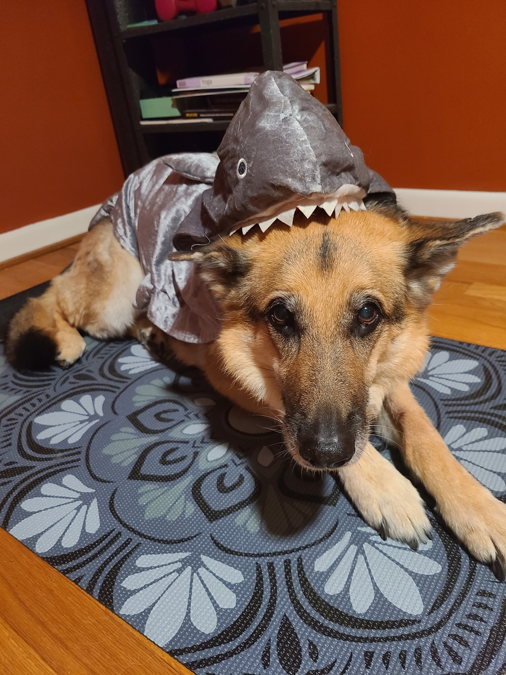 Shark Costume Dog Hoodie - Gray Pet Outfit